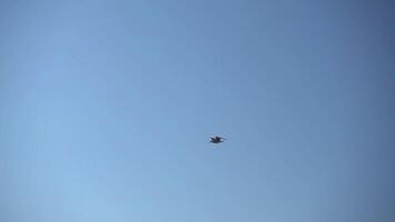 Lonely Seagull Flying in the Sky. Seagull Soaring in the Sky. video