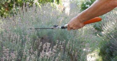 Man gardener hands trimming lavender plant with shears, close up view video