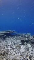 Deep ocean scenery with corals and tropical fish in blue ocean. Vertical footage video