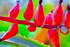 Mealybug - parasitic sucking insects on a red flower of a tropical plant photo