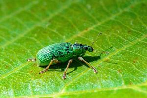 Polydrusus formosus - green shiny beetle weevil on a green leaf photo