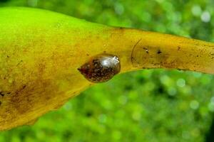 Physa acuta Gastropod mollusk, an invader in the south of Ukraine on a leaf of a floating plant photo