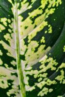 Dumb cane or leopard lily Dieffenbachia sp. - Close-up of a plant leaf from the collection of a botanical garden photo