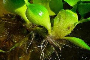 Leaf thickenings with air cells of a floating plant Pontederia crassipes Eichhornia crassipes photo