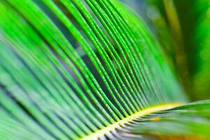 Close-up, Striped texture of green Cycas circinalis leaf, natural leaves background photo