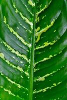 Dumb cane or leopard lily Dieffenbachia sp. - Close-up of a plant leaf from the collection of a botanical garden photo