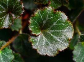 Saxifraga Stolonifera - Close-up of a plant leaf from the collection of a botanical garden, photo