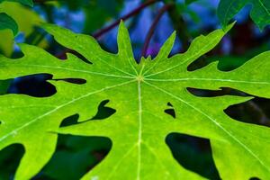 Dissected green papaya leaves from the collection of a botanical garden, Ukraine photo