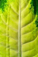 Dumb cane or leopard lily Dieffenbachia sp. - Close-up of a plant leaf from the collection of a botanical garden photo