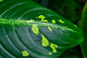 Dumb cane or leopard lily Dieffenbachia sp. - Close-up of a plant leaf from the collection photo
