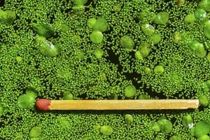 Match for scale, Spotless watermeal, rootless duckweed Wolffia arrhiza and duckweed Lemna turionifera in a stagnant freshwater pond photo