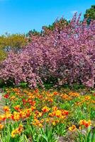 Japanese flowering cherry tree. Blooming sakura tree in the botanical garden, tulips in the foreground photo