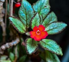 Flame violet Episcia cupreata - red flower of a plant photo
