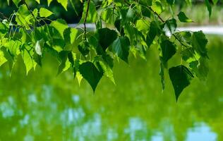 A close-up image of lush green leaves from a tree branch hanging over a still body of water photo