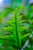 Close-up of a fern leaf without sporangia in a botanical garden photo