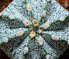 Cacti Astrophytum asterias cv. Super Kabuto, close-up of a hybrid plant from a botanical collection photo
