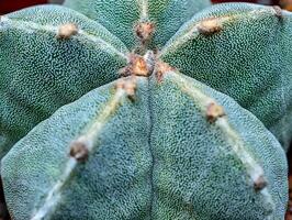 Cacti Astrophytum myriostigma - thornless cactus with white arola in the botanical collection photo