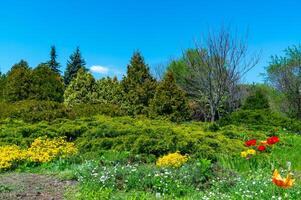 Flower bed with different types of plants against the background of coniferous trees in spring in a botanical garden photo