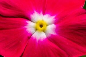 Catharanthus roseus - close-up of flowers of a plant with red petals photo