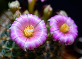 Mammillaria sp., close-up of a cactus blooming with pink flowers in spring photo