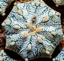 Cacti Astrophytum asterias cv. Super Kabuto, close-up of a hybrid plant from a botanical collection photo