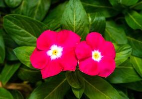 Catharanthus roseus - close-up of flowers of a plant with red petals photo