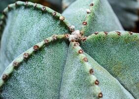 Cacti Astrophytum myriostigma - thornless cactus with white arola in the botanical collection photo