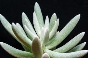 Senecio scaposus - succulent plant with thick succulent leaves photo