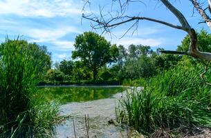 A tranquil pond surrounded by lush green grass and trees photo