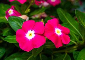Catharanthus roseus - close-up of flowers of a plant with red petals photo