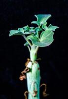 Senecio articulata - succulent plant with thick succulent leaves photo