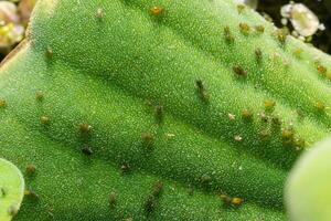 Small green aphid on the leaf of an aquatic plant Pistia stratiotes photo