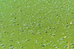 Tropical Pistia in a lake completely overgrown with duckweed and Wolffia in Odessa photo