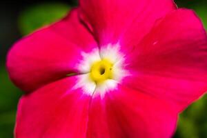 Catharanthus roseus - close-up of flowers of a plant with red petals photo