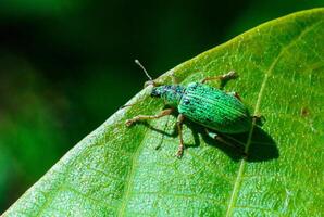 Polydrusus formosus - green shiny beetle weevil on a green leaf photo