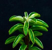 Peperomia nivalis - succulent plant with thick, succulent leaves that store water photo