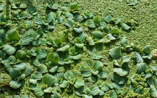 tropical pistia en un lago completamente descuidado con lenteja de agua y wolffia en Odessa foto