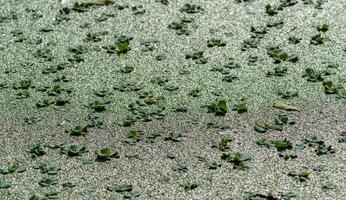 Tropical Pistia in a lake completely overgrown with duckweed and Wolffia in Odessa photo
