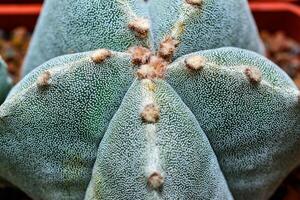 Cacti Astrophytum myriostigma - thornless cactus with white arola in the botanical collection photo