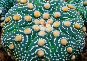 Cacti cultivar Astrophytum asterias, close-up of a hybrid plant from a botanical collection photo