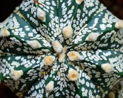 Cacti Astrophytum asterias cv. Super Kabuto, close-up of a hybrid plant from a botanical collection photo
