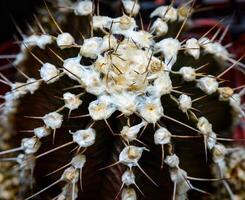 Gymnocalycium sp. - cactus with brown body in botanical collection photo