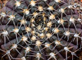 Gymnocalycium sp., Close-up of a cactus in a botanical collection photo