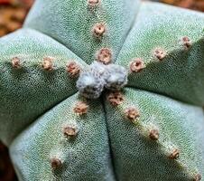 Cacti Astrophytum myriostigma - thornless cactus with white arola in the botanical collection photo