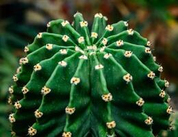 Echinopsis tubiflora - Side view, Close-up of a short-spined cactus in a botanical collection photo