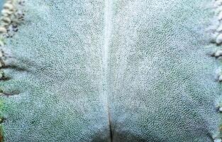 Side view, Close-up of Astrophytum cactus with small dots on stem in botanical collection photo