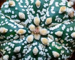 Cacti Astrophytum asterias cv. Super Kabuto, close-up of a hybrid plant from a botanical collection photo