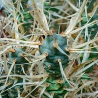 Tephrocactus papyracanthus - Detailed macro shot highlighting the sharp spines and textured surface of a cactus photo
