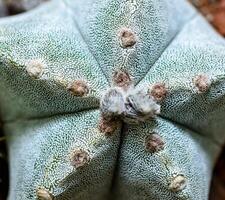 Cacti Astrophytum myriostigma - thornless cactus with white arola in the botanical collection photo