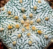 Cacti Astrophytum asterias cv. Super Kabuto, close-up of a hybrid plant from a botanical collection photo